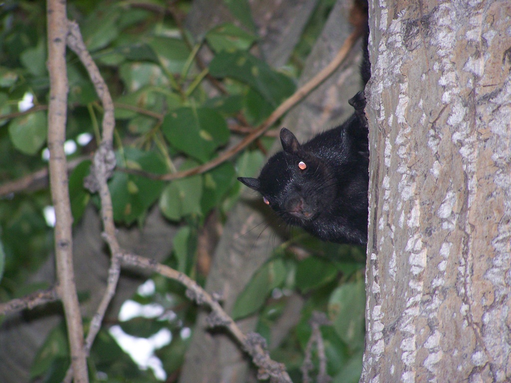 Peek-a-boo squirrel